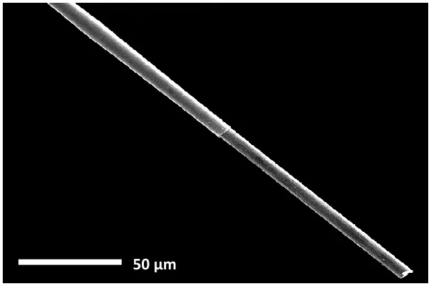 Figure 1.6   SEM Image of a Carbon-Fiber Microelectrode. A  carbon-fiber microelectrode is composed of an exposed sensing surface, generally cut with a surgical scalpel to a length of 100-300 μm