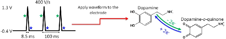Figure 1.7 Fast-Scan Cyclic Voltammetry.   With FSCV a triangular waveform is applied to the  carbon-fiber microelectrode ranging from -0.4 V to 1.3 V vs