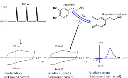 Figure 1.8  Background Subtracted FSCV. Applying the waveform in a buffer solution or in living tissue generates a large background, non-faradaic current