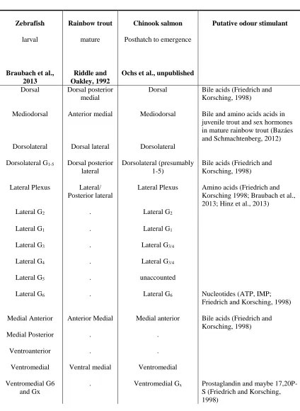 Table 2.2. Glomerular territories and glomeruli identified in the Chinook salmon alevin olfactory bulb analogous to those identified in zebrafish larvae and mature rainbow trout