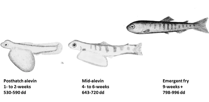 Figure 2.1. Comparison of glomerular patterning at three increments in Chinook salmon to assess ontogeny of these structures from posthatch to emergence