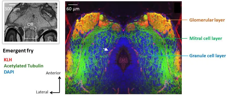 Figure 2.4. Horizontal section of an emergent Chinook salmon olfactory bulb triple labelled against KLH, DAPI, and AT to identify the different layers