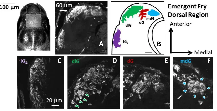 Figure 2.6. A,B: Confocal acquired micrographs of KLH-immunoreactive glomerular territories in the dorsal region of the emergent Chinook salmon olfactory bulb (horizontal sections)