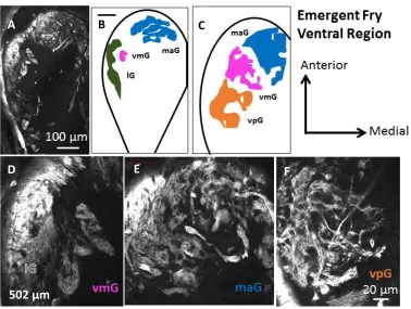 Figure 2.8. A, D, E, F: Confocal acquired micrographs of KLH-immunoreactive glomerular territories in the ventral region of the emergent Chinook salmon olfactory bulb (502 µm from dorsal-most section)