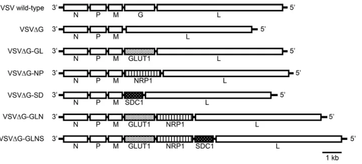 FIG 1 Schematic structure of rVSVs expressing HTLV-1 receptor molecule(s). The gene orders in the rVSV constructsused in this study and wild-type construct are illustrated