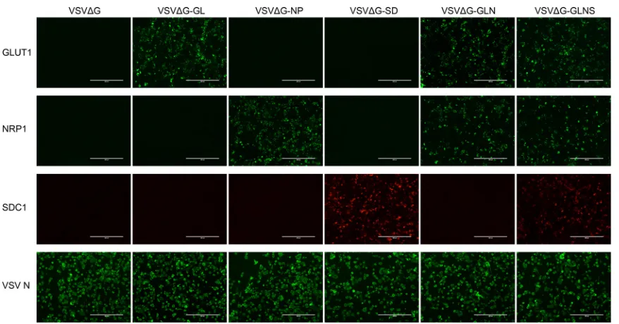 FIG 2 Expression of HTLV-1 receptor molecule(s) on the rVSV-infected target cell surface