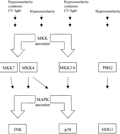 Fig. 2. Phylogenetic trees for the JNK0p38 pathway gene duplications atthe ~A! MAPK and ~B! MEK levels