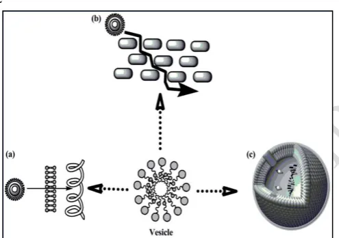 Figure 2: A schematic drawing showing multi functional roles of vesicle. (a) Delivering drug molecules into/across the skin, (b) penetration into stratum corneum and (c) acting as storage compartment for drug molecules  