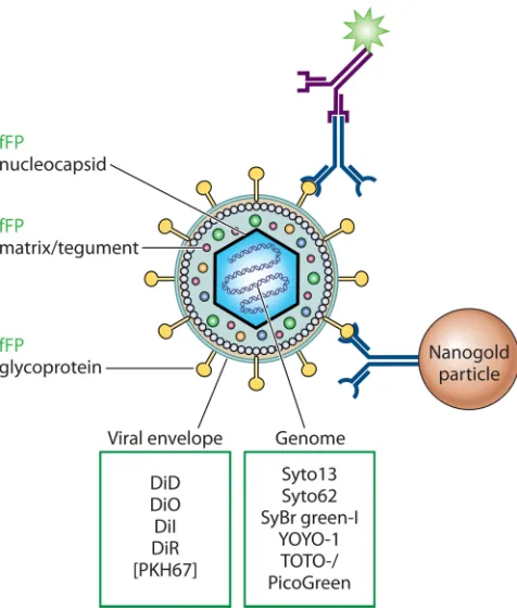 FIG 2 Efﬁcient means to label viral particles for ﬂow cytometry. The typical constitution of a virus isdepicted (an enveloped virus is shown here)