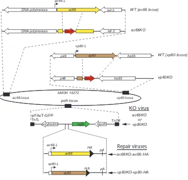 FIG 4 Construction of ac66 and vp80 KO and repaired bacmids. The schematic diagram shows how theac66HA tag