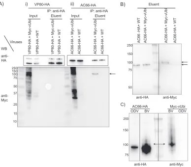 FIG 5 Coimmunoprecipitation analysis of AC66-HA or VP80-HA with Myc-vUbi. (A) Sf9 cells were coinfected withTotal virion protein was separated in an SDS-7.5% PAGE gel and analyzed by Western blotting