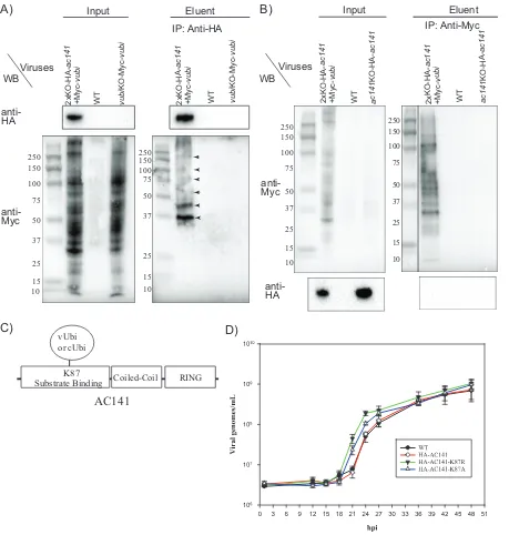 FIG 2 Coimmunoprecipitation of HA-AC141 and Myc-vUbi and impact of AC141 K87 mutations on BV production
