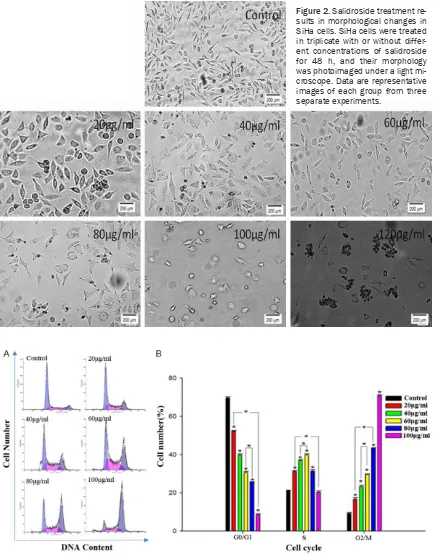 Figure 2. Salidroside treatment re-sults in morphological changes in 