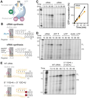 FIG 1 Failed priming and realignment events can be detected(D) Time course of ApG extension on a wild-type or 4UmM ATP or the omission of UTP is indicated