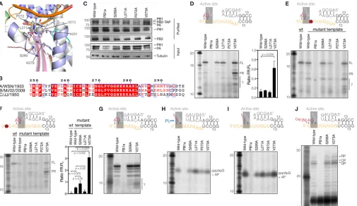 FIG 2 PB1 V273 affects priming and realignment. (A) Superposed structure of the bat inﬂuenza A virus RdRp (PDB accession numbera question mark