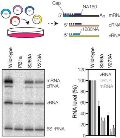FIG 3 PB1 V273 affects RNA synthesis in cell culture. Schematic of the RNP reconstitution assay andanalysis of the steady-state segment 6 RNA levels