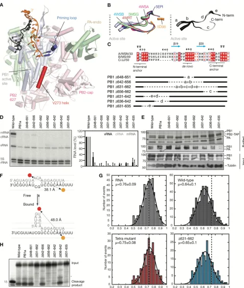 FIG 4 Deletions in the priming loop affect viral RNA synthesis in cell culture. (A) Position of the priming loop relative to the active site, the PB1 helix-turn-helix