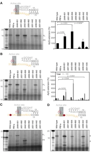 FIG 5 Deletions in the priming loop affect realignment in vitro. (A) ApG extension on the vRNA promoterand quantitation of the total vRNA extension activity relative to that of the wild type