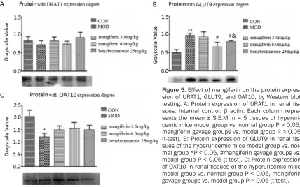 Figure 5. Effect of mangiferin on the protein expres-sion of URAT1, GLUT9, and OAT10, by Western blot testing