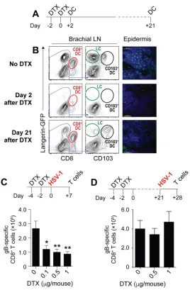 FIG 2 Langerin-positive DC, but not LC, are required for HSV-speciﬁc CD8day 2 or day 21 after DTX treatment on two consecutive days
