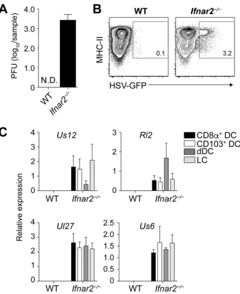 FIG 3 No evidence for virus infection of DC in the LN draining the site of infection in wild-type mice