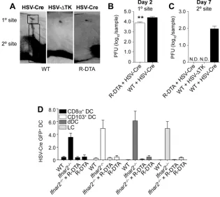 FIG 4 R-DTA mice inoculated with HSV-Cre eliminate infected cells in the DRG and DC in the LN