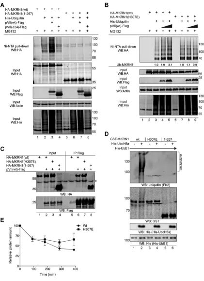 FIG 5 The precursor pVII protein enhances MKRN1 self-ubiquitination. (A) pVII(wt)-Flag enhances MKRN1 ubiquitinationcells were transfected with plasmids expressing the 6were treated 36 hpt with MG132 (10 in vivo