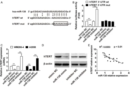 Figure 3. hTERT is the direct target of miR-138. A. The hTERT3’-UTR region containing the wild type or mutant binding site for miR-138