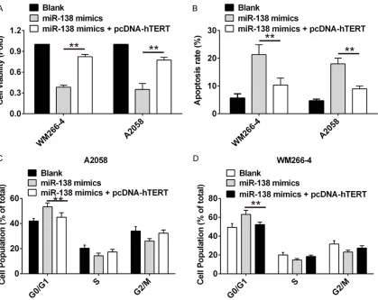 Figure 4. Overexpression of hTERT rescued the suppressive effects of miR-138 upregulation on MM cell prolifera-tion