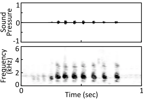 Fig. 
  2.2. 
  Waveform 
  (top) 
  and 
  spectrogram 
  (bottom) 
  of 
  a 
  male 
   
  Incilius 
  luetkenii 
  release 
  call