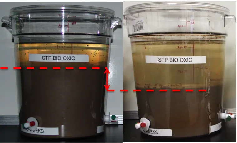 Figure   2.2:      Visible   physical   alteration   of   FFT   from   P1A   in   Oxic   (left)   and   anoxic   (right)   environments      