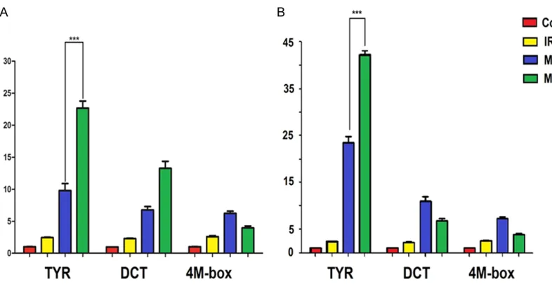 Figure 1. The effect of MITF and IRF4 on the TYR, DCT and 4M-box promoters in HEK293 cells (A) and UACC903 melanoma cells (B)