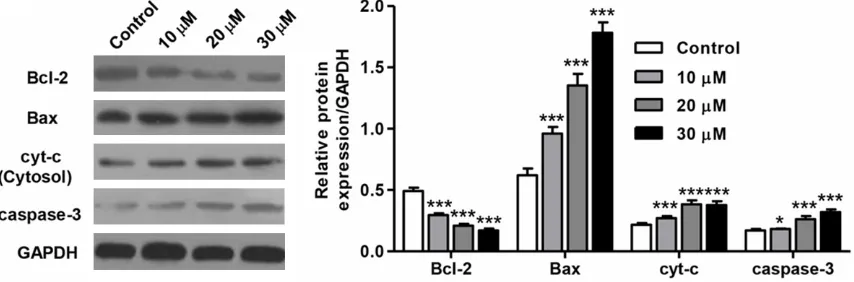 Figure 4. Zerumbone-induced apoptosis in SiHa cells is mediated through Bax/Bcl-2 and mitochondrial pathway