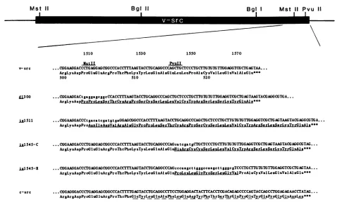 FIG.1.designatedbetweenby Nucleotide sequence of mutations within the 3' terminus of the RSV src gene