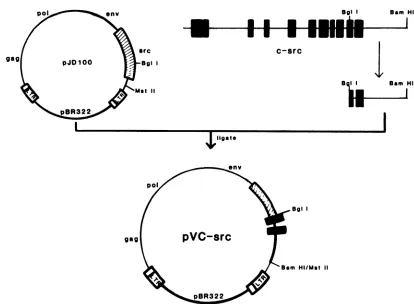 FIG. 5.BglI-bluntedwithrepaired3' end Construction of the plasmid pVCsrc containing a chimeric src gene