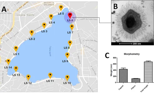 FIG 1 KV mimivirus collection site, electron microscopy, and morphometric analysis. (A) A map of the Central Lagoon, from where the samples were collected.(B) An image of KV virus particle, observed from the transmission electron microscopy assays