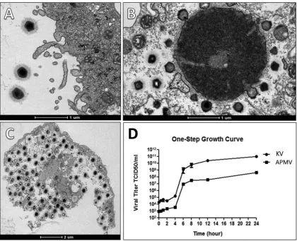 FIG 2 KV replication cycle. The major steps of the KV life cycle are highlighted by transmission electron microscopy and one-stepgrowth curve assays