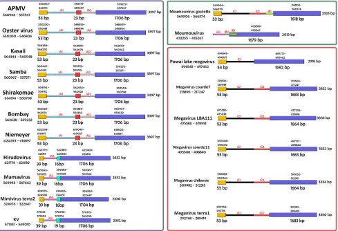 FIG 3 Phylogenetic analyses for many representatives of the different Mimiviridae lineages (A, B, and C), including KV, based on the RNA helicase (A) and DNApolymerase B amino acid sequences (B)