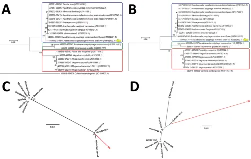 FIG 5 Phylogeny of the MCP genes of differentis shown (A, B, and C), including for the new Brazilian mimivirus isolate KV strain, based on the nucleotide sequences of the whole MCP gene or for just thesequences corresponding to exon 3