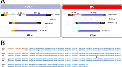 FIG 6 General scheme representing the process of splicing for the MCP gene in APMV and KV isolates