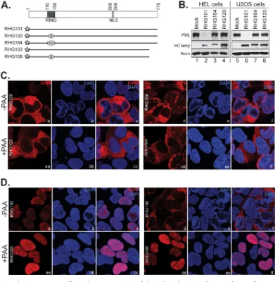 FIG 7 The ICP0 C terminus and late viral proteins cooperate to facilitate the nuclear-to-cytoplasmic translocation of ICP0