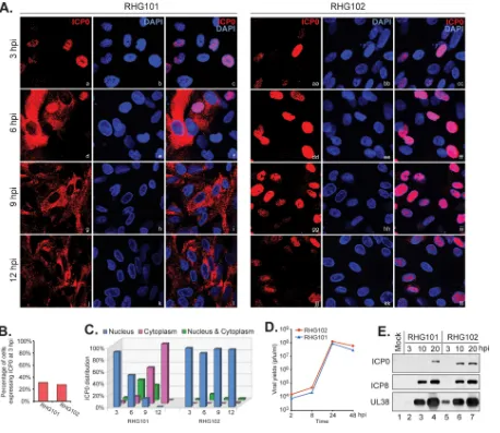 FIG 2 ICP0 lacking the C terminus is conﬁned within the nucleus after prolonged infection