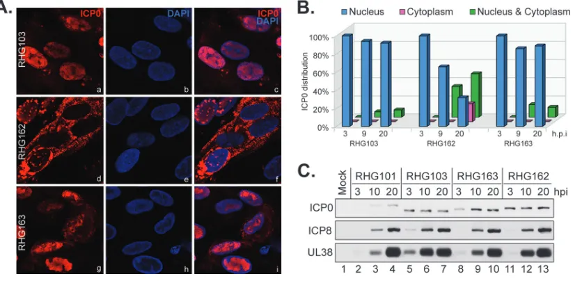 FIG 4 The C-terminal 35 amino acids of ICP0 are not sufﬁcient for nuclear-to-cytoplasmic translocation