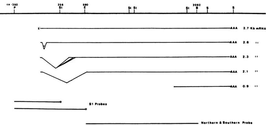 FIG.1.formsfragmentsdeterminepositionin the Map of the HSV-1 gC gene. The sites for the restriction enzymes Pstl (P), SstII (St), EcoRI (E), BamHI (B), and Sall (S) and their relative to the initiation site of the major 2.7-kb gC mRNA transcript identified