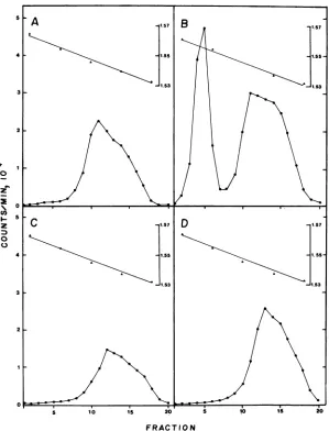 FIG. 4.centimeters)Panels:[3H]thymidine-labeled DNA replication in PAA-treated (+PAA) or untreated (-PAA) cells
