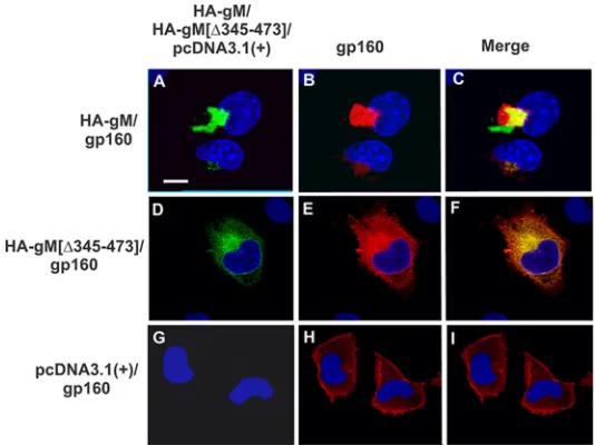 FIG 9 Intracellular expression of HIV-1 gp160 in the presence of HA-gM or HA-gM[Δ345-473]