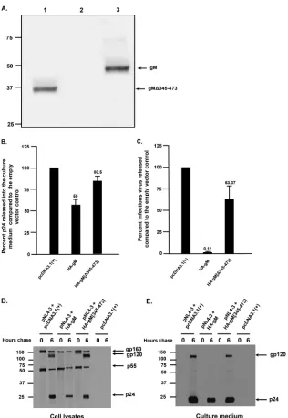 FIG 10 Truncation of gM abrogates restriction of HIV-1 replication. 293 cells were cotransfected withimmunoprecipitations were performed with an anti-HA polyclonal serum