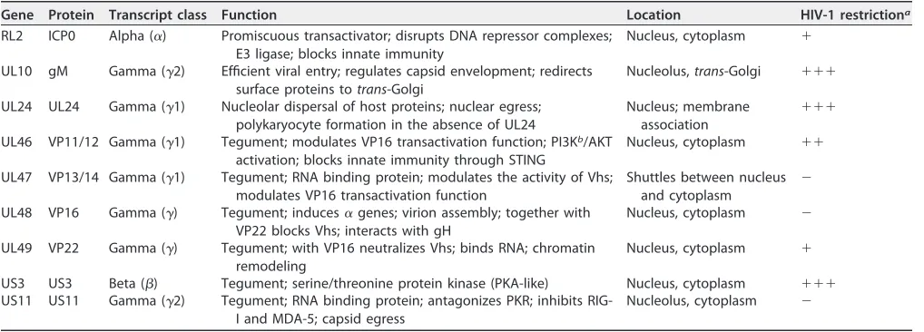 FIG 1 Expression of HSV proteins in 293 cells. 293 cells were transfected with vectors expressing different HSV-1 proteins orthe empty vector