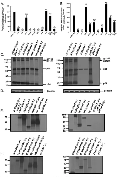 FIG 2 Identiﬁcation of HSV-1 proteins that potently restricted HIV-1. 293 cells were cotransfected with either the empty-vectorplasmid or plasmids expressing each HSV-1 protein (ICP0, US3, US11, myc-gM, HA-gM, UL24, UL46, UL47, VP16, or VP22) and aplasmid 