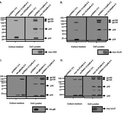 FIG 3 Processing and release of HIV-1 proteins in the presence of US3, UL24, and gM. 293 cells were cotransfected with theempty pcDNA3.1(�) vector or one expressing myc-UL24, myc-US3, HA-gM, or myc-UL47 and a plasmid containing the HIV-1NL4-3 genome (pNL4-